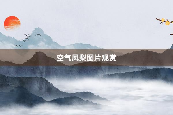 空气凤梨图片观赏